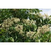 Tetradium daniellii'Hupehensis' 