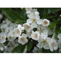 Crataegus monogyna'Stricta' 