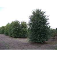 Tilia cordata'Böhlje' 