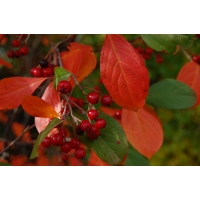 Aronia arbutifolia'Brilliant' 