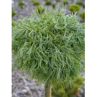 Pinus strobus'Green Twist' 