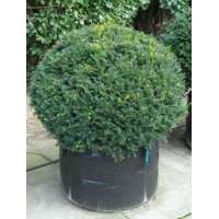 Taxus baccata bolvorm 