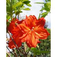 Azalea knaphill'Feuerwerk 