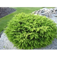 Picea abies'Nidiformis' 