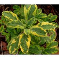 Salvia officinalis'Icterina'