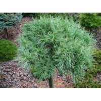 Pinus strobus'Tiny Kurls' 