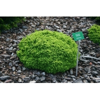 Picea abies'Little Gem' 