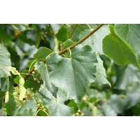 Tilia cordata'Greenspire' 