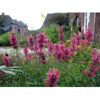 Agastache'Red Fortune'