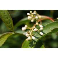 Viburnum hillieri'Winton' 