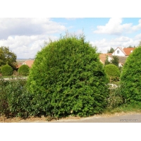 Thuja occidentalis'Globosa' 