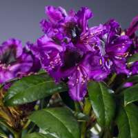 Rhododendron'Orakel' 