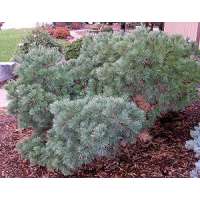 Pinus strobus'Blue Shag' 