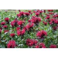 Monarda'Fireball'