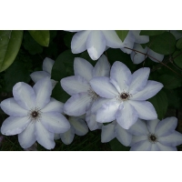 Clematis'Ivan Olsson' 