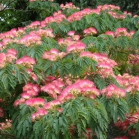Albizia julibrissin 