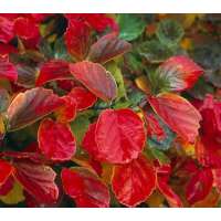 Fothergilla major 