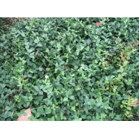 Euonymus fortunei'Coloratus' 