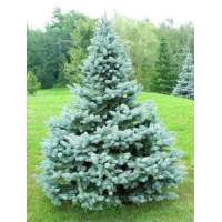 Picea pungens'Baby Blue' 