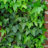 Hedera helix 