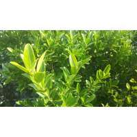 Ilex maximowiciana Kanehirea 80-100cm.leverhoogte m?t kluit 