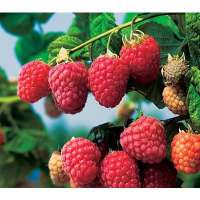 Framboos(Rubus idaeus'Himbo Top') 