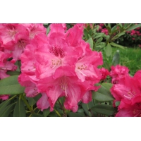 Rhododendron'Sneezy' 