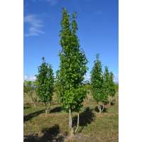 Liquidambar styraciflua'Paarl' 
