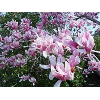 Magnolia soulangeana'Alexandrina' 