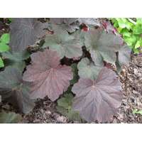 Heuchera'Mocha'
