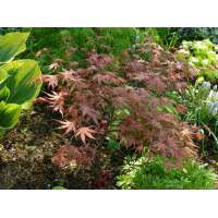 Acer palmatum'Brown Sugar' 