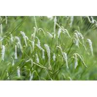 Sanguisorba tenuifolia'All Time High'