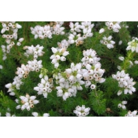 Erica cinerea'Alba' 