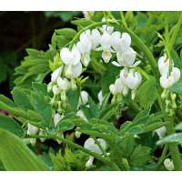 Dicentra spectabilis'Alba'
