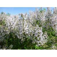 Syringa chinensis'Alba' 