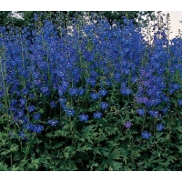 Delphinium belladonna'Bellamosum'