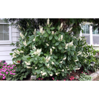 Clethra alnifolia'Hummingbird' 