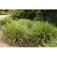 Carex morrowii'Mosten'
