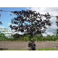 Fagus sylvatica'Atropunicea' leivorm 