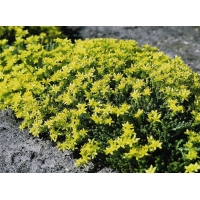 Sedum acre