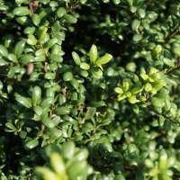 Ilex crenata'Green Glory' 