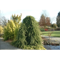 Cedrus deodara'Pendula' 