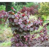 Corylus avellana'Red Majestic' 