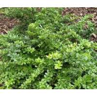 Berberis media'Parkjuweel' 