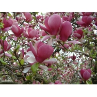 Magnolia soulangeana'Rustica Rubra' 
