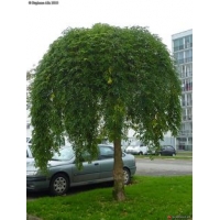 Sophora japonica'Pendula' 