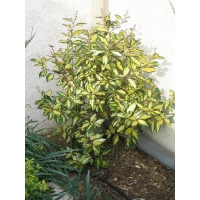 Elaeagnus x ebbingei'Limelight' 