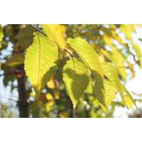 Ulmus'Sapporo Autumn Gold' 