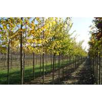Ulmus'Sapporo Autumn Gold' 