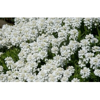 Iberis sempervirens'Schneeflocke'